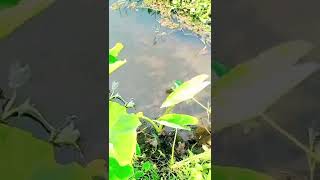 kerala snakehead fishing 2022