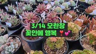 3월14일 모란장 꽃안에행복1.000원짜리 난리 났어요