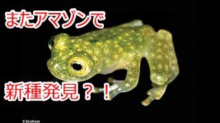 【閲覧注意】アマゾンで発見された「新種のカエル」が衝撃的ビジュアルでヤバいと話題に