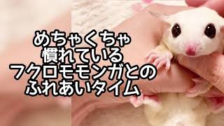 ベタ慣れフクロモモンガとのふれあいタイム〜親指乗せ編〜