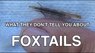 Foxtails: What You Don't Know