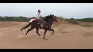 chalbaz horse, beautiful horse riding with sindhi horse.