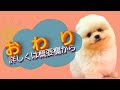 ミックス犬 ペキニーズ×ポメラニアン ・子犬【川崎小田栄店】