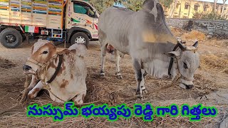 నుస్సుమ్ భయ్యపు రెడ్డి గారు పొట్లపాడు గ్రామం కురిచేడు మండలం ప్రకాశం జిల్లా