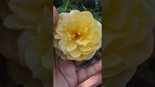 Graham Thomas DA rose| ഒരു ഡി എ മഞ്ഞ സുന്ദരി #gardening #ytshorts  #terracerosegarden #thembragarden