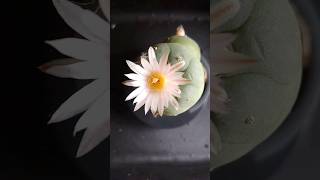 lophophora fricii in blooming #lophophora_fricii