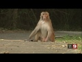 video monkeys swarm ocala man’s property