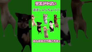 中国ダンス猫の空耳がやばいw #shorts  #ねこミーム  #猫ミーム  #ねこミーム #素材 #中国ダンス猫 #空耳