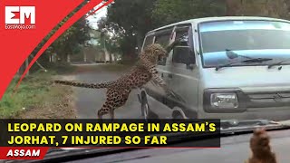 Leopard on rampage in Assam’s Jorhat, 7 injured so far