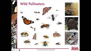 Gardens for Wildlife online workshop – Inviting native bees and butterflies into your garden