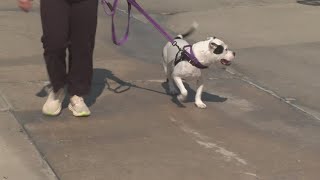Free pet vaccine clinic in Lake County