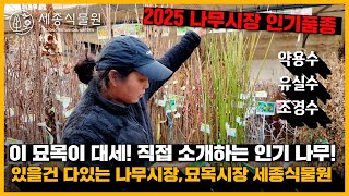 2025 있을건 다있는 나무시장, 묘목시장 인기품종 다 모였다. #묘목 #가드닝