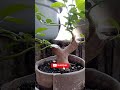 SANCANG HASIL STEK PUCUK #sancang #stekpucuk #bonsai #shorts #shortvideo #viralvideo