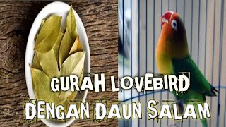 Gurah lovebird || metode gurah dengan daun salam