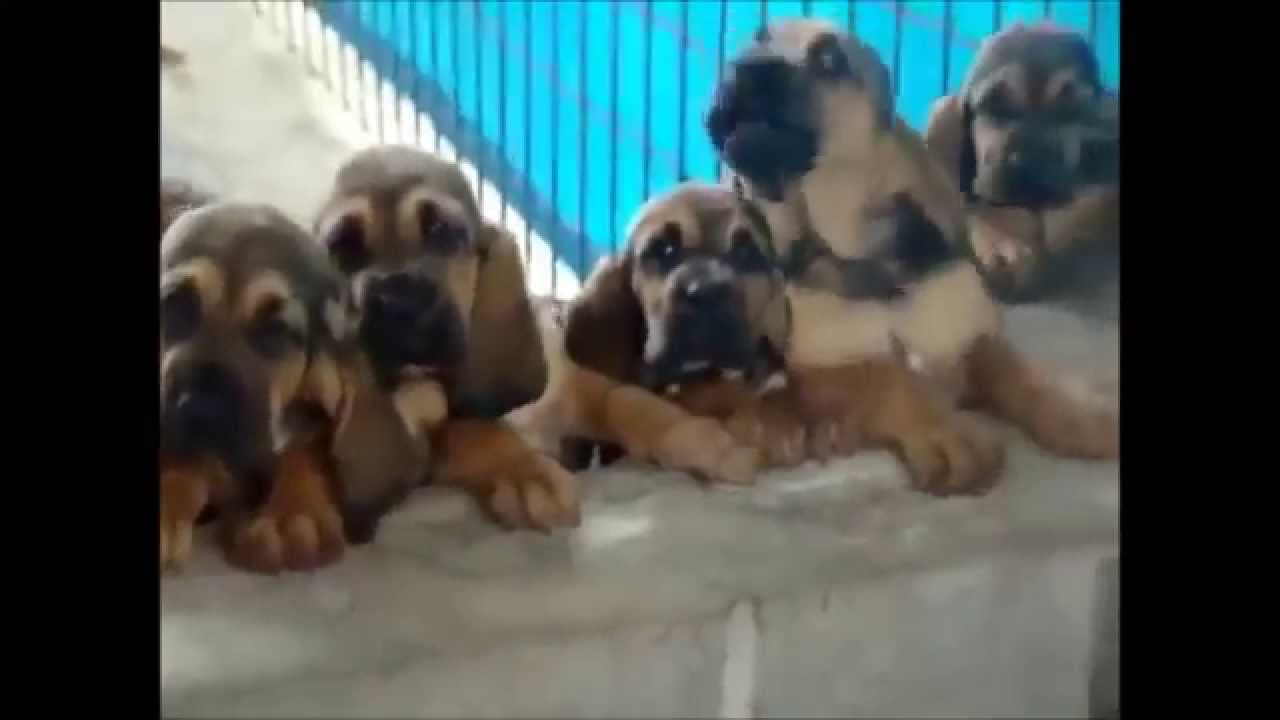 Funny Dogs Compilation 1 Youtube