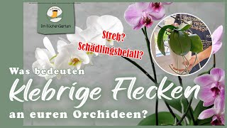 Klebrige Flecken an den Blättern eurer Orchidee, Schädlingsbefall? | Schildläuse bekämpfen #orchidee