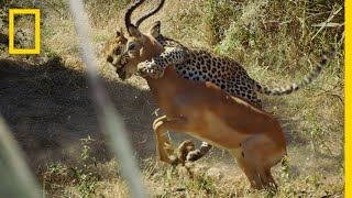 Leopard Hunts an Impala | Savage Kingdom