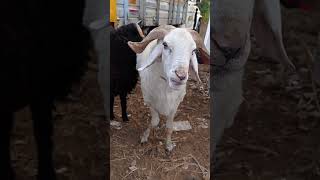 Amingad  Sheep Market promo short video