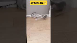 Cat masti time...... Try not to laugh 🤣🙀🧐 #catvideos #catlover #funny #animals #comedy