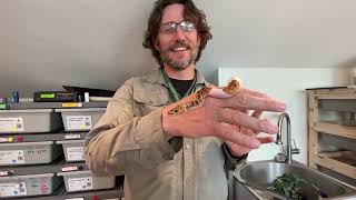 $2,000 Snake unboxing, a beautiful baby Python! 2026