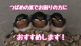 裏技【つばめ対策】つばめが巣をかけてお困りの方にひとつの選択肢としておすすめします。