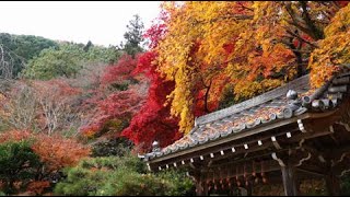 金蔵寺大原野神社カエデ紅葉令和４年１１月２６日（土）カエデ紅葉