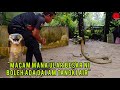 RUMAH YOUTUBER DI TERJAH TEDUNG SELAR 13 KAKI | ULAR MASUK DALAM TANGKI AIR