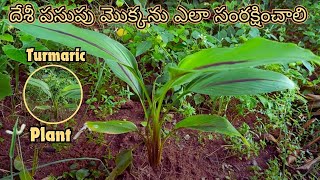 How To Care for a Desi Turmeric Plant | పసుపు మొక్కను ఎలా సంరక్షించాలి