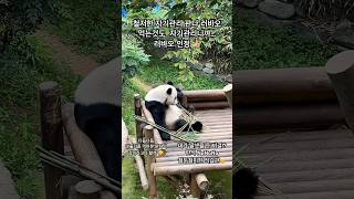 아빠 #판다 #러바오#Lebao#樂寶#panda#papa#푸바오에 이어 쌍둥이 딸까지  그리고 예쁜 부인 #아이바오 진짜 다가진 남자 러바오  러바오의 모든몸짓은 유니크하다