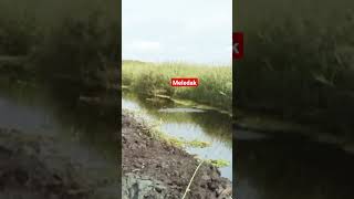 Sambaran Meledak Kalimantan ll Casting Ikan Gabus