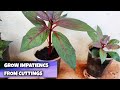 How to grow impatiens from cuttings | impatiencs plant propagation