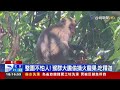 獼猴出沒清水岩！ 偷吃火龍果變「櫻桃小嘴」