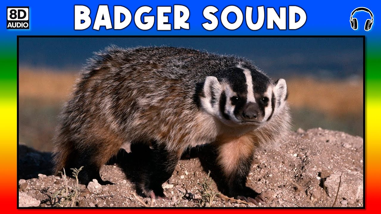 рџ ў Badger Sound Badger Sound Effect Sound Of Badger Noise Of