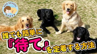 【超簡単】誰でも出来る『待て』を定着する方法！愛犬の心理を使って負担をかけない！！