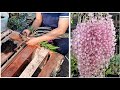 How to plant Aphylum dendrobium orchids