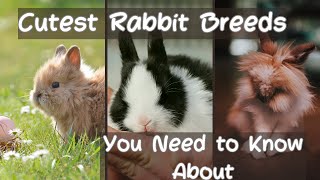Discover the 15 Most Adorable Rabbit Breeds