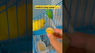 Lovebird trying lemon 🍋😂 #lovebirds #bird #birdsounds #lovebird #parrot #funny #birdslover