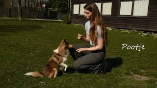 Dog tricks with my Sheltie - Janski | Mariuga R.