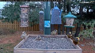 A Morning With Evening Grosbeaks | Ontario FeederWatch Cam – Oct. 27, 2020