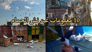 10 معلومات عن نش الحمام 👌 متابعه حمام النش وفرجت الحمام ☝