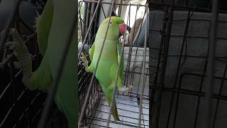 Mithu #trending #tota #totatalking #parrot #maintota