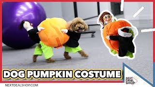 This Must Be The Cutest Dog Pumpkin Costume EVER! - Next Deal Shop