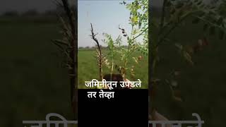 हरभरा बुरशी harbhara burshi  #shorts  #हरभरा  #farming  #trending