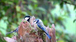 Blaumeisen und Kohlmeisen am Futterbaumstamm