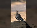 A flash of orange and black, the Eurasian Hoopoe brings a touch of the wild to every garden #birds