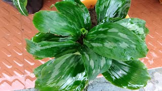 Peacock Ginger plant repotting #peacock #ginger #trendingvideo #ytvideo #garden #viralvideo #green.