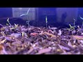 idea earth live bugout day 12 population 120 vivarium vibes work chill subscribe share