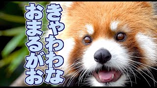 【レッサーパンダ】きゃわわなおまるがお　Red Panda MARUMI at Maruyama Zoo