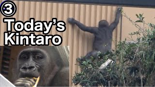 KINTARO fails to climb the wall and falls. 🅷🅾🆃 KyotoZoo,Gorilla