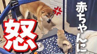 豆柴妹に遂にぶちギレ威嚇する柴犬